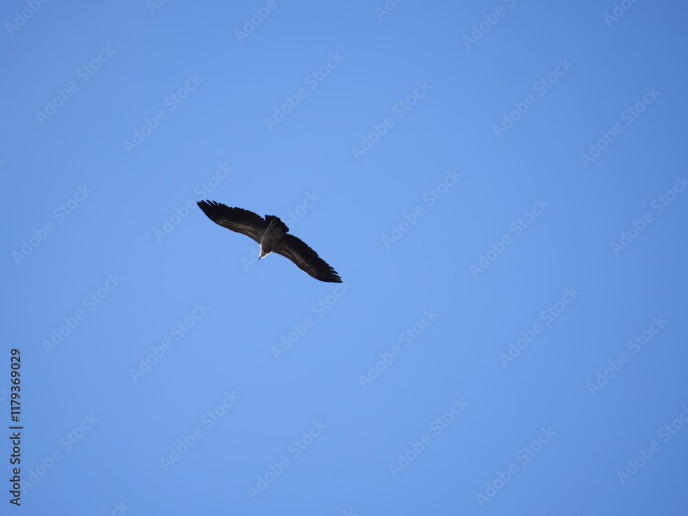 Ein Gänsegeier Gyps fulvus fliegt vor dem blauen Himmel in Ronda Spanien Ein Gänsegeier Gyps fulvus fliegt vor dem blauen Himmel in Ronda Spanien