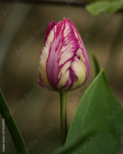 Cream and Crimson tulip about to open