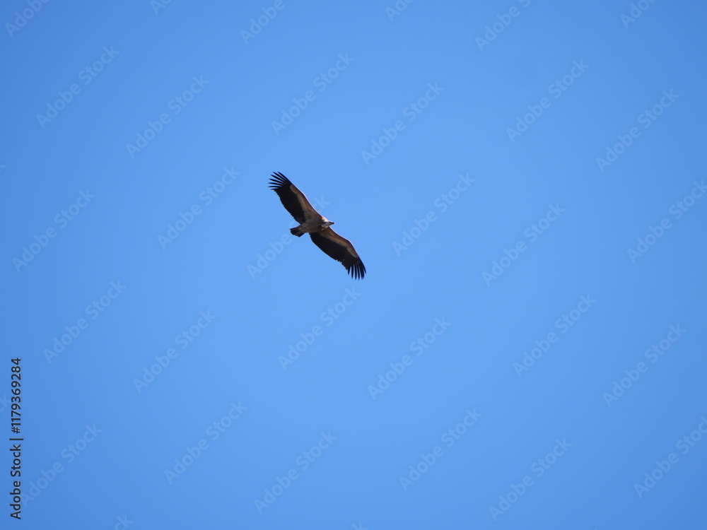 Ein Gänsegeier Gyps fulvus fliegt vor dem blauen Himmel in Ronda Spanien Ein Gänsegeier Gyps fulvus fliegt vor dem blauen Himmel in Ronda Spanien
