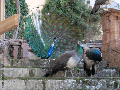 Männlicher weiß-blauer Pfau mit Radförmig aufgefächerten Schwanzfedern vor einem Weibchen im Casa del Rey Moro in Ronda Spanien photo