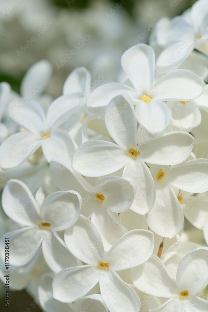 beautiful white lilac flowers at sunny day. macro shot. spring season