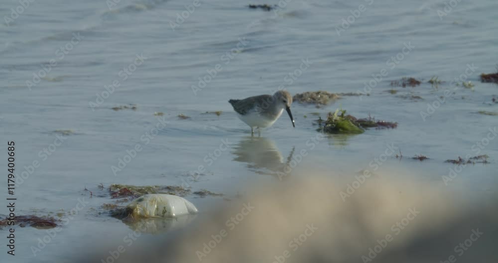 Small water bird wading in water, Sitra park Small water bird wading in water, Sitra park