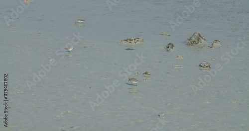 Tiny water birds at beach at Sitra park photo