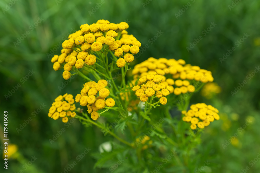 bright yellow blossoms of common tansy Tanacetum vulgare in full bloom bright yellow blossoms of common tansy Tanacetum vulgare in full bloom