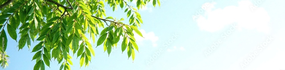 Isolated willow branch on white background against a blue sky, foliage, tree Isolated willow branch on white background against a blue sky, foliage, tree