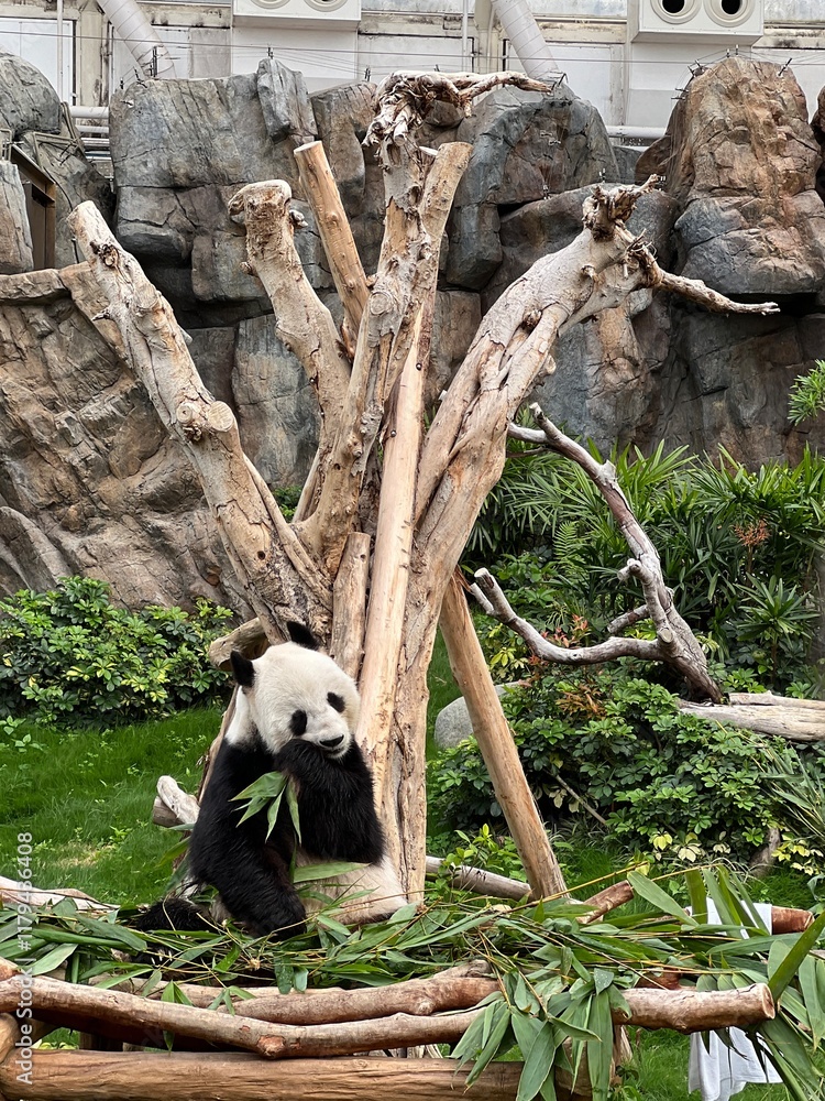 Obraz premium Pandas