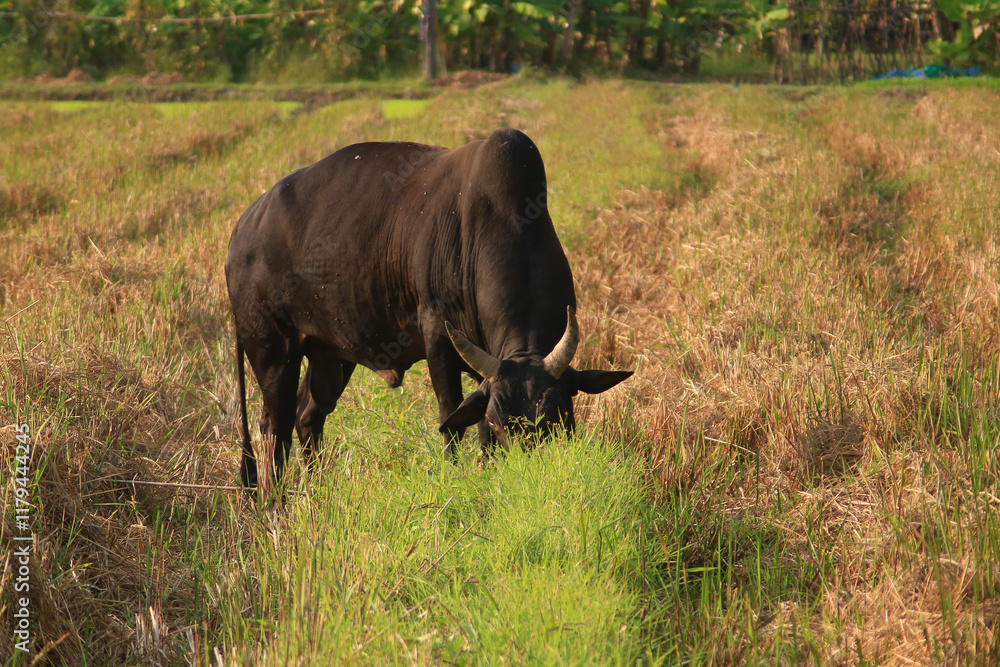 Black cow grazing in a field in the countryside
Black cow grazing in a field in the countryside