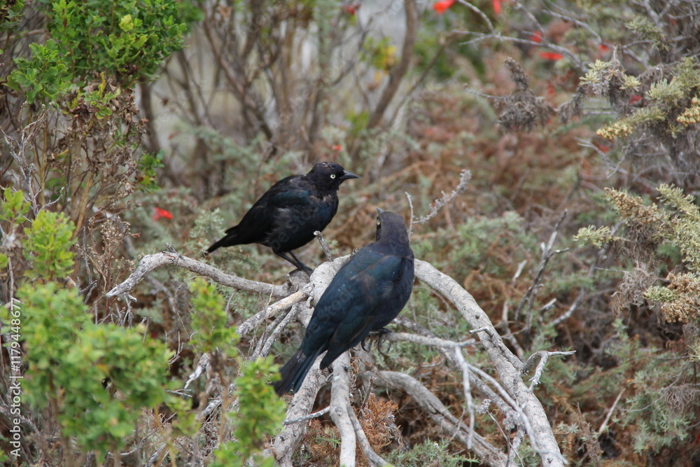 Fototapeta premium Two crows looking at each other and wondering about the future