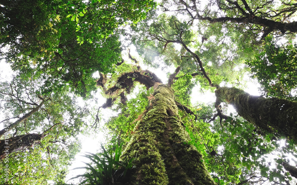 Fototapeta premium Trees in the tropical rainforests of Thailand