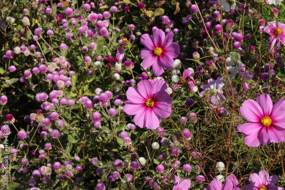 Obraz premium コスモス