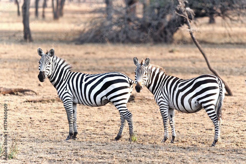 Two zebras in savanna on safari in Kenya national park. Wild animals in nature Two zebras in savanna on safari in Kenya national park. Wild animals in nature