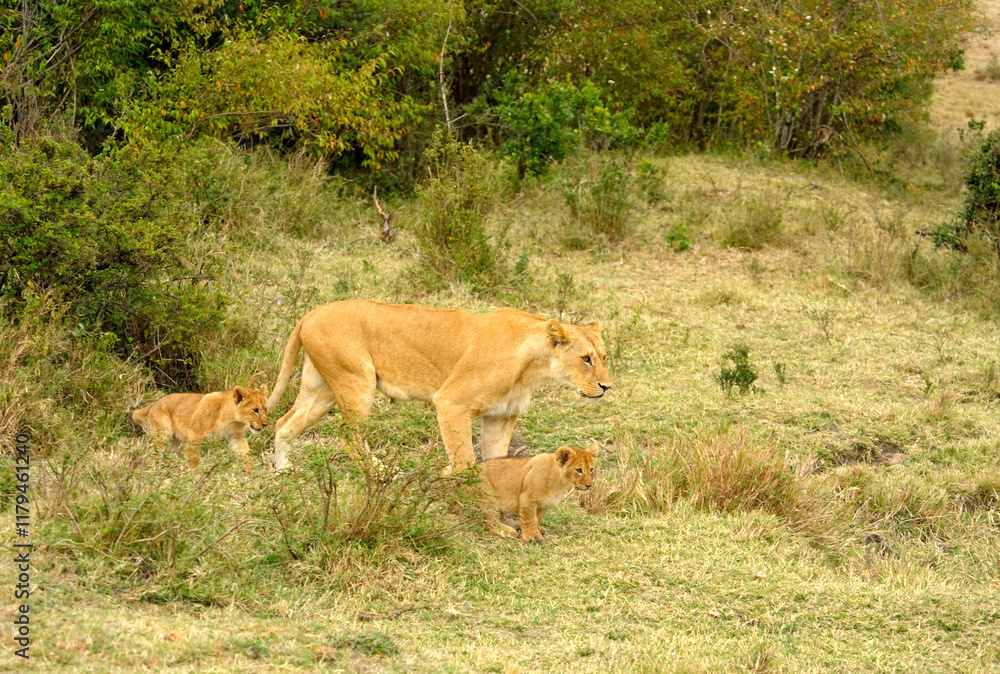 Wild animals in nature , Wild African lions on the grass, Masai Mara. Kenya, Africa Wild animals in nature , Wild African lions on the grass, Masai Mara. Kenya, Africa