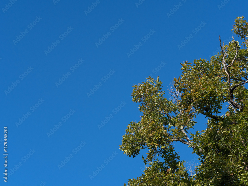 Beautiful nature of green treetops in the forest against blue sky with clouds on a sunny day. Nature background Beautiful nature of green treetops in the forest against blue sky with clouds on a sunny day. Nature background