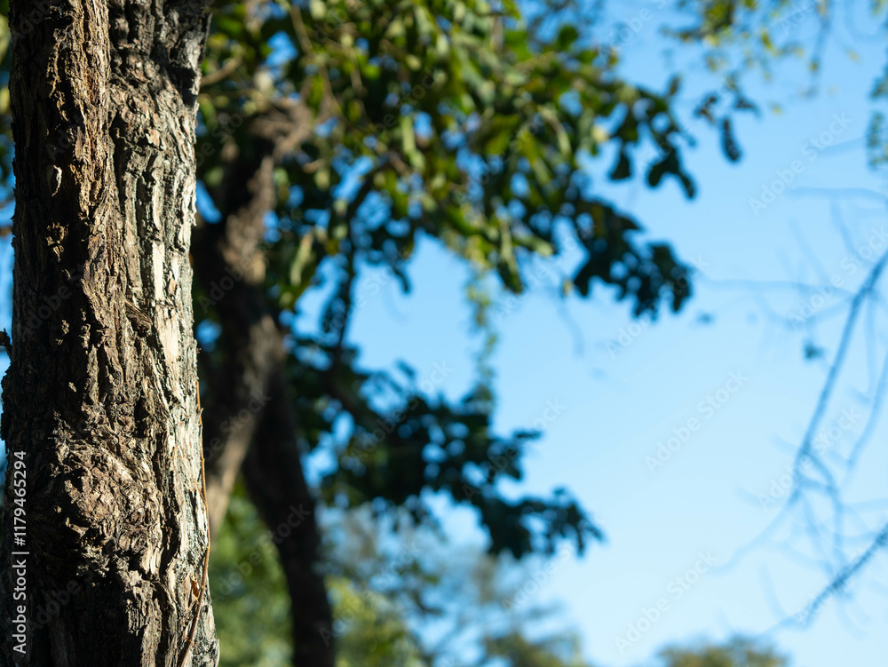 Fototapeta premium Sunlight shines beautifully through tall green trees in the forest. Beautiful spring scenery surrounded by trees on a warm morning. Nature background