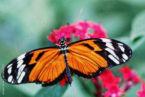 Obraz na płótnie macro shot of a beautiful heliconius w salonie