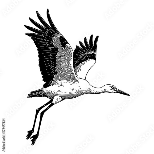 Stork Flying Bird Detailed Black and White Outline Line Art Drawing with Wings Spread