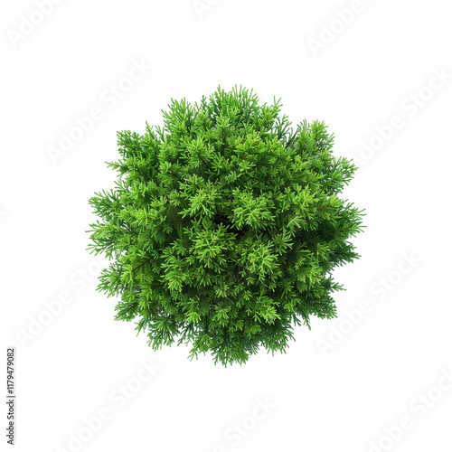 thuja occidentalis smaragd vibrant png photo