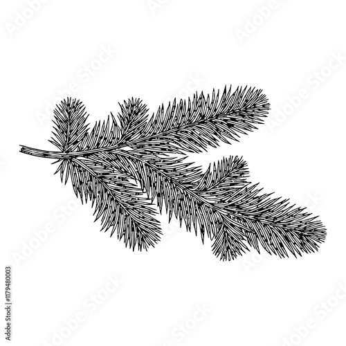 Fir Leaves Detailed Black and White Outline Line Art Drawing Isolated On White Background