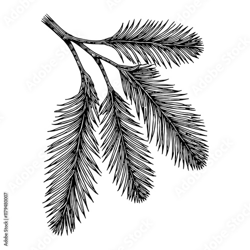 Fir Tree Leaves Branch Detailed Black and White Outline Line Art Drawing Vector Isolated