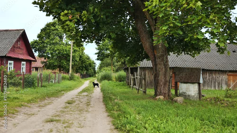 Black dog standing alert on quiet dirt road, surrounded by wooden houses, barns, and verdant landscape representing rural serenity Black dog standing alert on quiet dirt road, surrounded by wooden houses, barns, and verdant landscape representing rural serenity