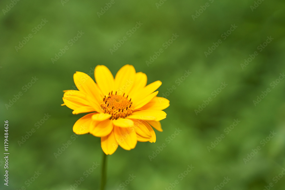 Bright yellow flower blooming against a soft green background in natural setting. Bright yellow flower blooming against a soft green background in natural setting.