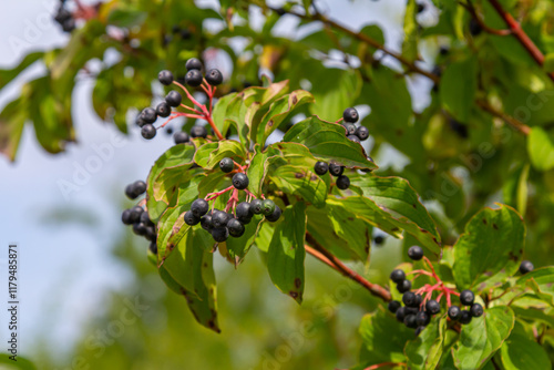 Cornus sanguinea is a perennial plant of the sod family. A tall shrub with small flowers and black inedible berries. Turf-well is grown as an ornamental plant photo