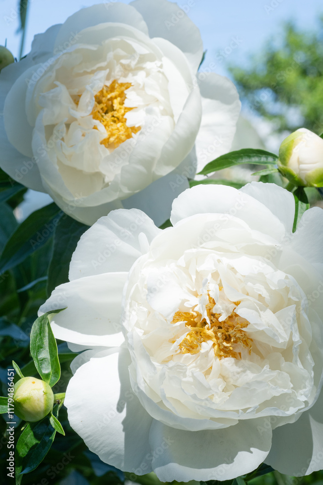 beautiful white plate-type peony blosomming flower against blue sky at sunny day. close up.