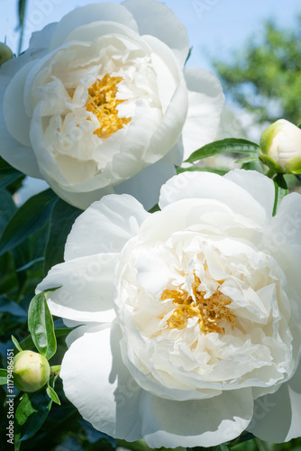 Obraz na płótnie beautiful white plate-type peony blosomming flower against blue sky at sunny day. close up. w salonie