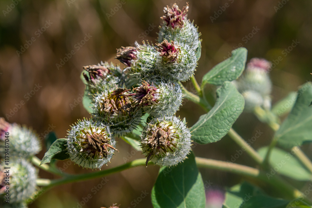 Arctium tomentosum, commonly known as the woolly burdock is a species of burdock belonging to the family Asteraceae Arctium tomentosum, commonly known as the woolly burdock is a species of burdock belonging to the family Asteraceae