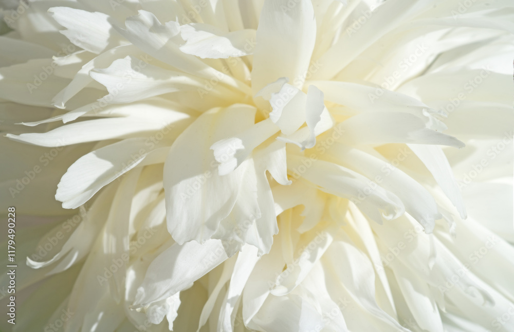 beautiful white needle peony blooming flower as background at sunny day. close up.