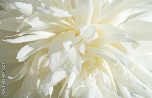 beautiful white needle peony blooming flower as background at sunny day. close up.