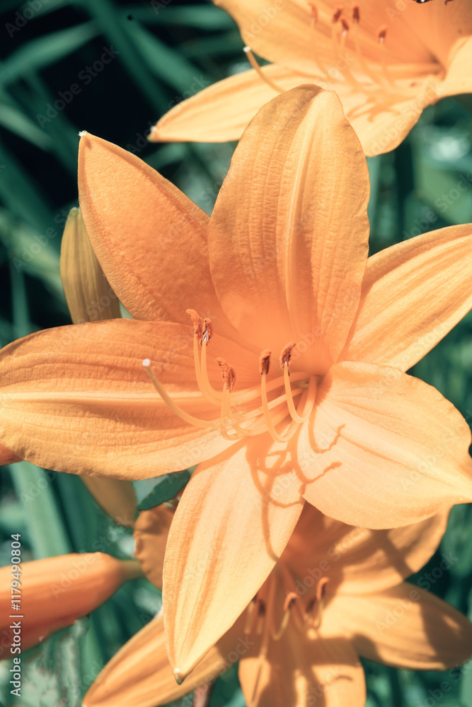 beautiful yellow day- lili flowers blossoming in garden at sunny day. macro.