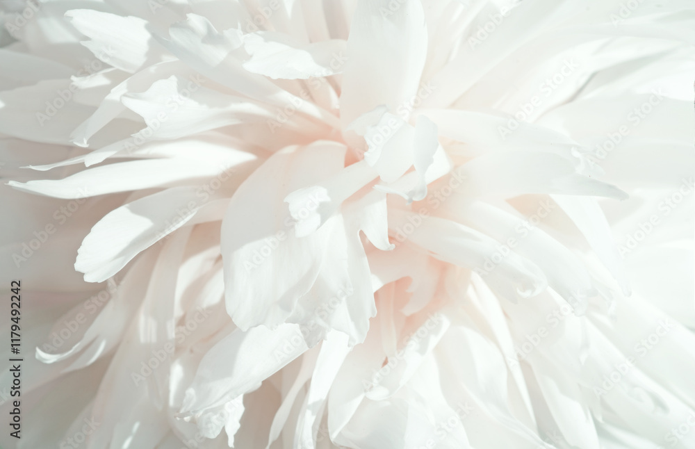 beautiful white needle peony blooming flower as background at sunny day. close up.