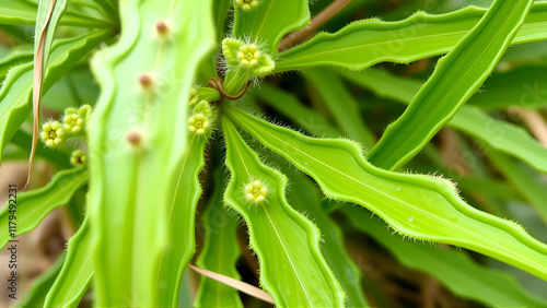 plant unique species distinctive characteristics adaptations photo