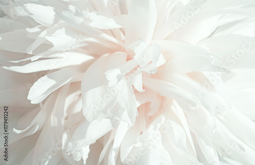 Obraz na płótnie beautiful white needle peony blooming flower as background at sunny day. close up. w salonie
