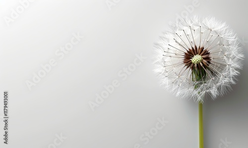 Wallpaper Mural dandelion on a white background Torontodigital.ca