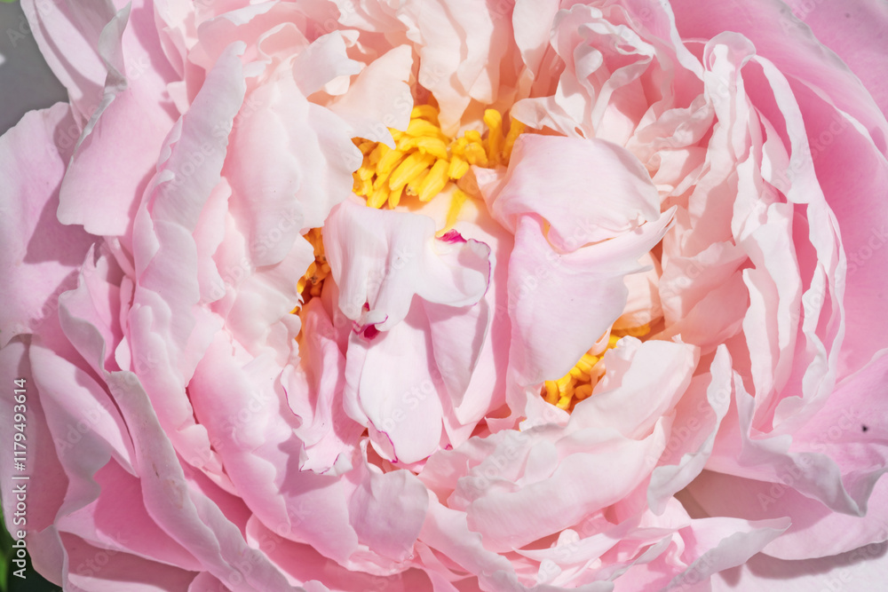 beautiful pink peony blooming flower as background at sunny day. close up.
