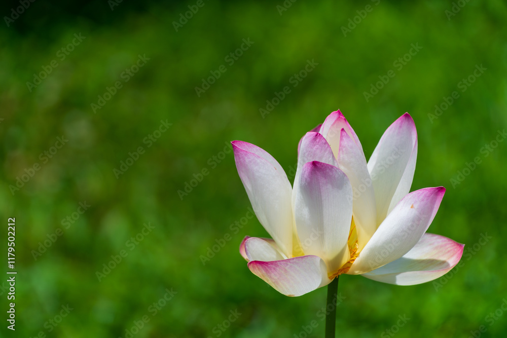 Fototapeta premium 清らかな白とピンクの蓮の花