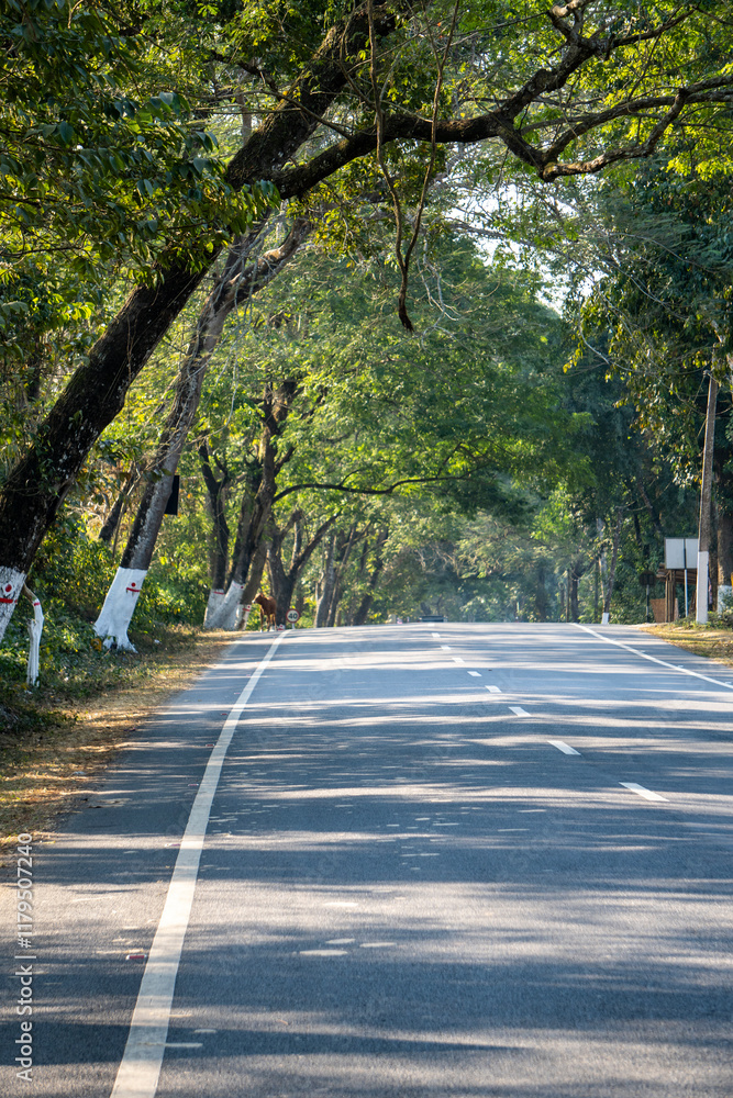 Obraz premium Empty NH 37 road inside the Kaziranga National Park 7 vertical photo
