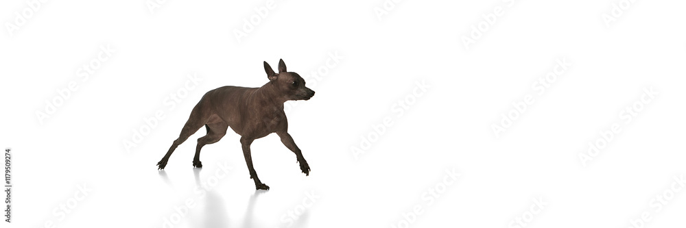 Adorable, purebred, hairless Mexican dog in motion, running against white background. Concept of animals, vet care, pets, companion. Banner. Copy space for ad Adorable, purebred, hairless Mexican dog in motion, running against white background. Concept of animals, vet care, pets, companion. Banner. Copy space for ad