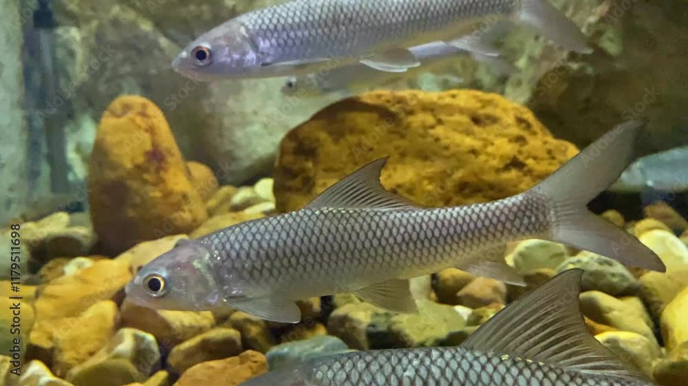 Cirrhinus microlepis Fiish , Freshwater ecosystem Cirrhinus microlepis Fiish , Freshwater ecosystem