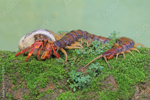 A centipede is preying on a hermit crab. This multi-legged animal has the scientific name Scolopendra morsitans. photo