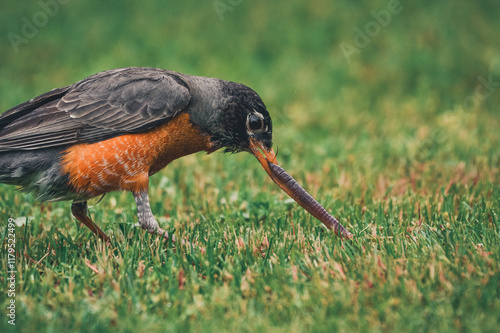 Robin with a worm