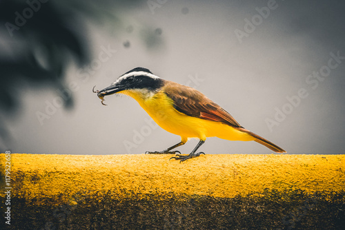 Tropical bird with frog in mouth