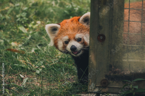 Red Panda peaking around the corner