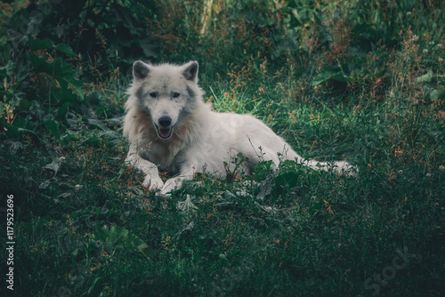 Arctic Wolf lying