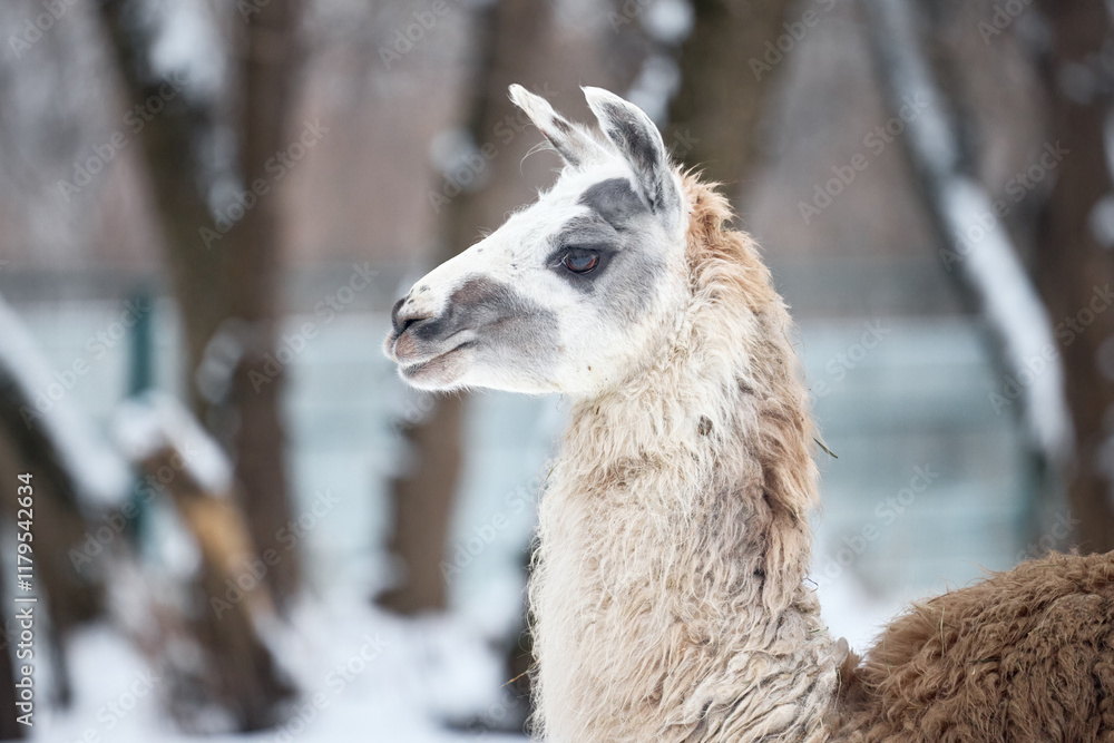 Obraz premium close up of a llama