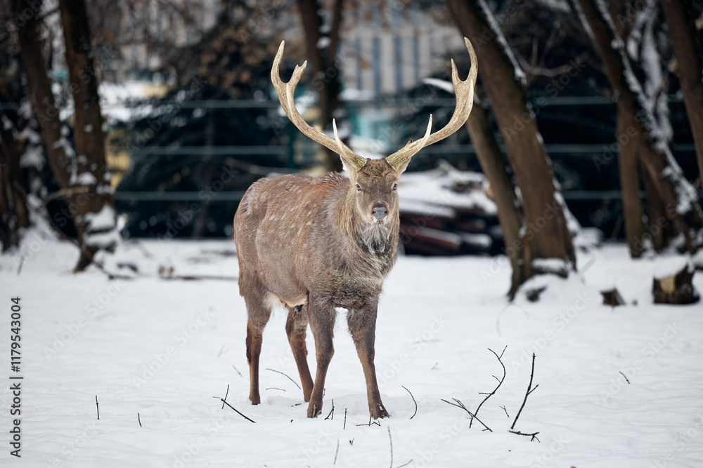 deer in the woods deer in the woods