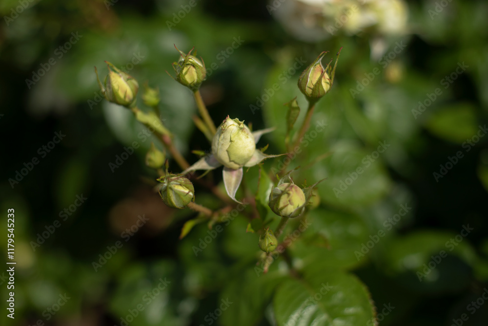 White rose bud in the garden. Shallow depth of field. White rose bud in the garden. Shallow depth of field.