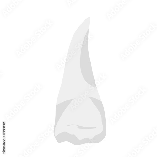 Human teeth vector